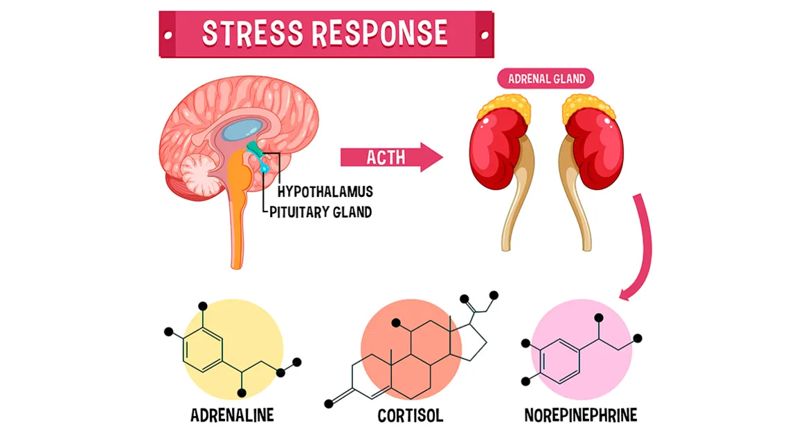 Кортизол, адреналін, норадреналін – головні гормони стресової відповіді
