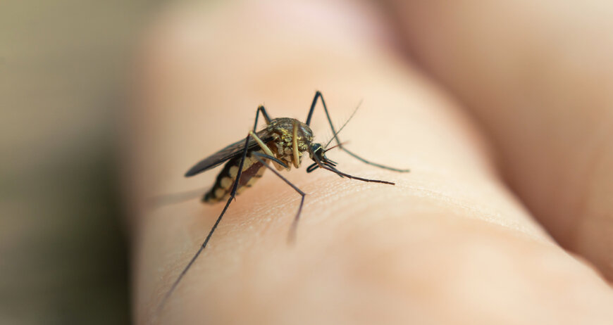 Алергія на укуси комах