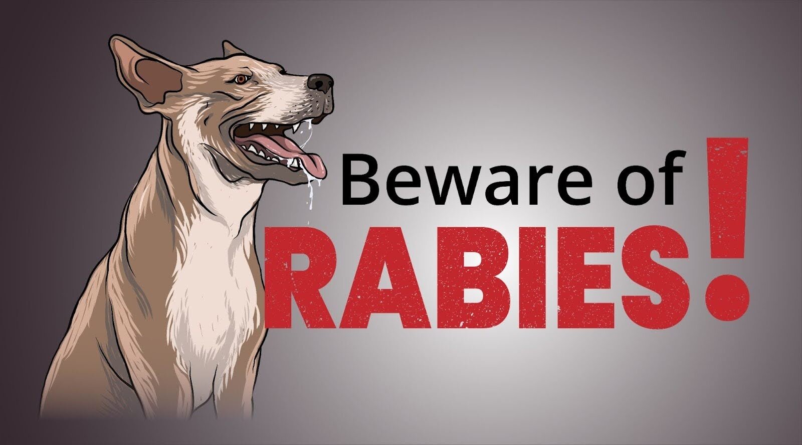 Диагностика бешенства